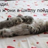 кормление котят тройнят
